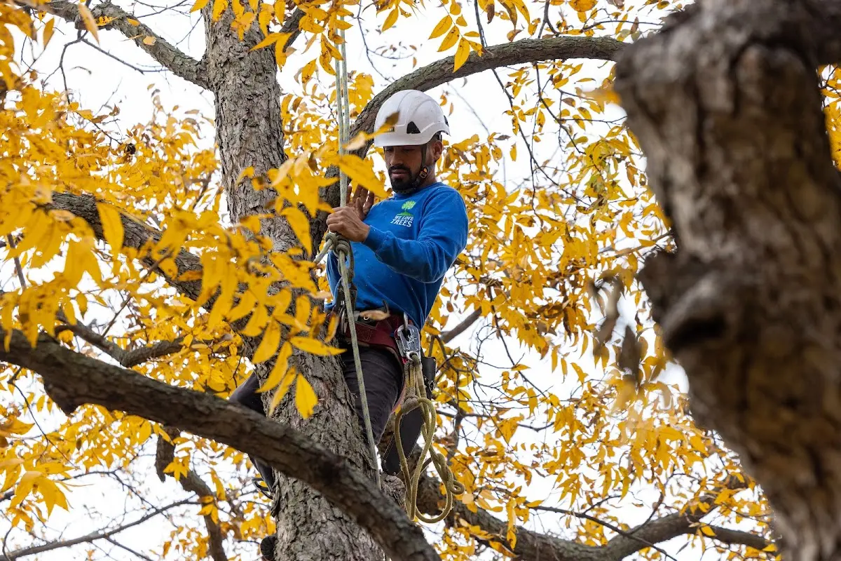 Skilled Storm Damage Cleanup crew working in Harrisville
