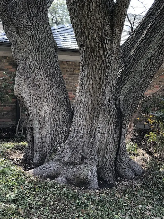 Mature heritage tree close to a Harrisville property cared for by certified arborists